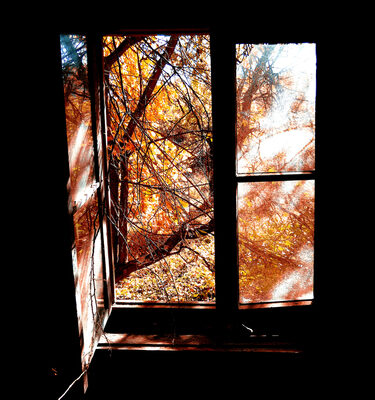 fall window replacement